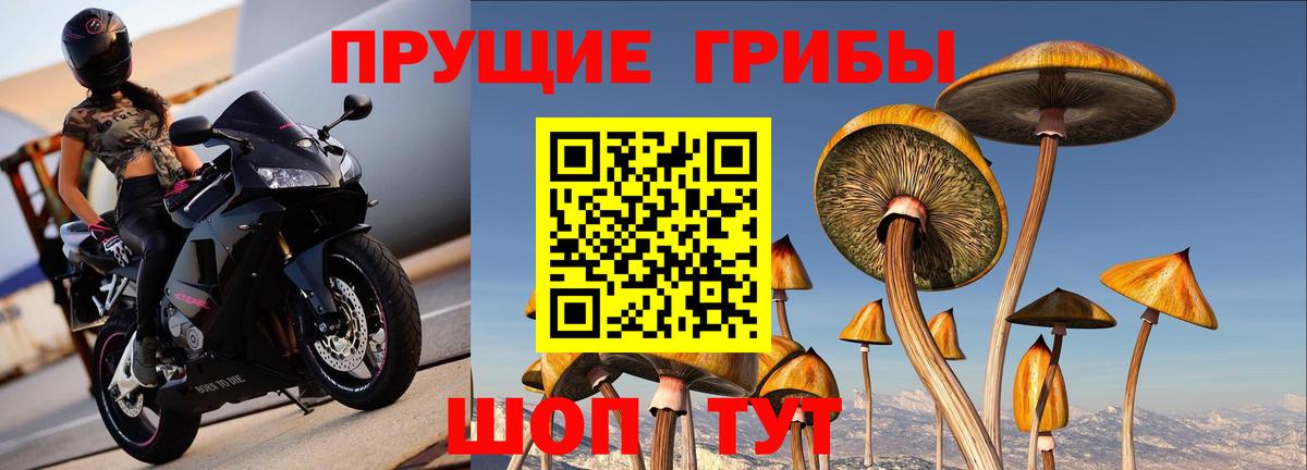 Псилоцибиновые грибы прущие грибы  Галлюциногенные грибы Cubensis  Вход с VPN  Щёкино 